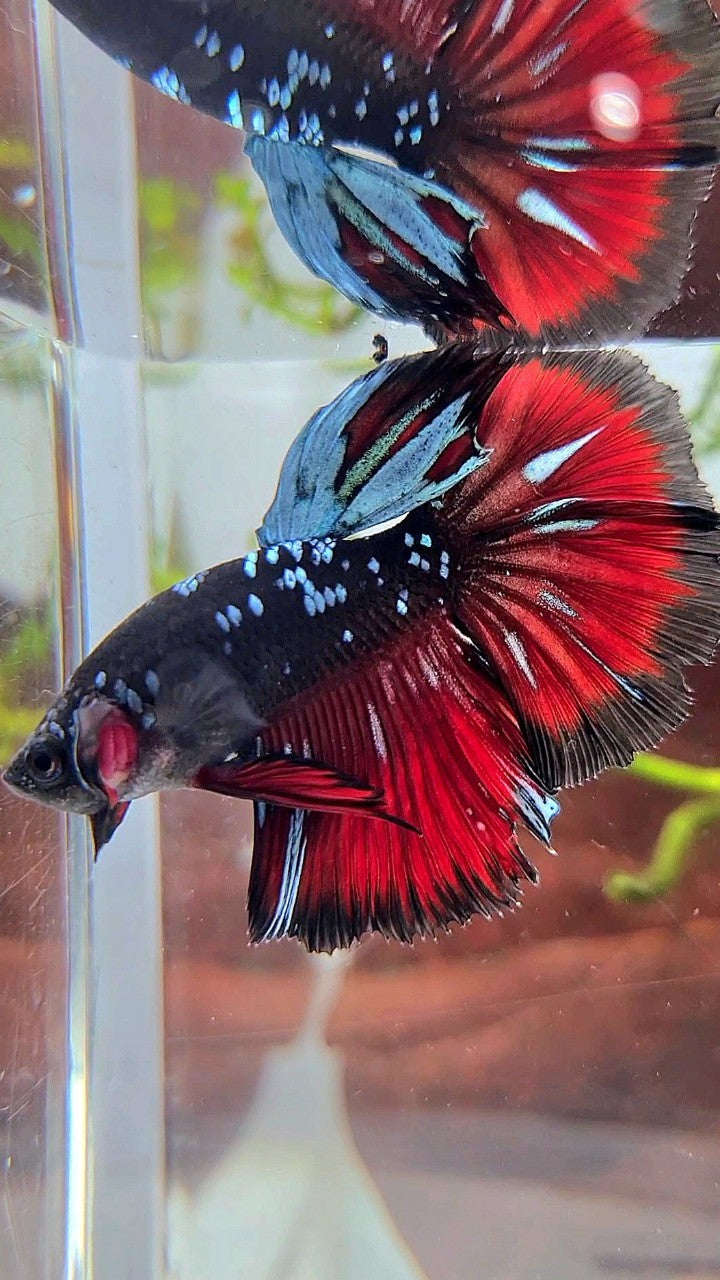 HALFMOON ROSETAIL BLACK GALAXY BLUE AVATAR VAMPIRE PATTERN BETTA FISH