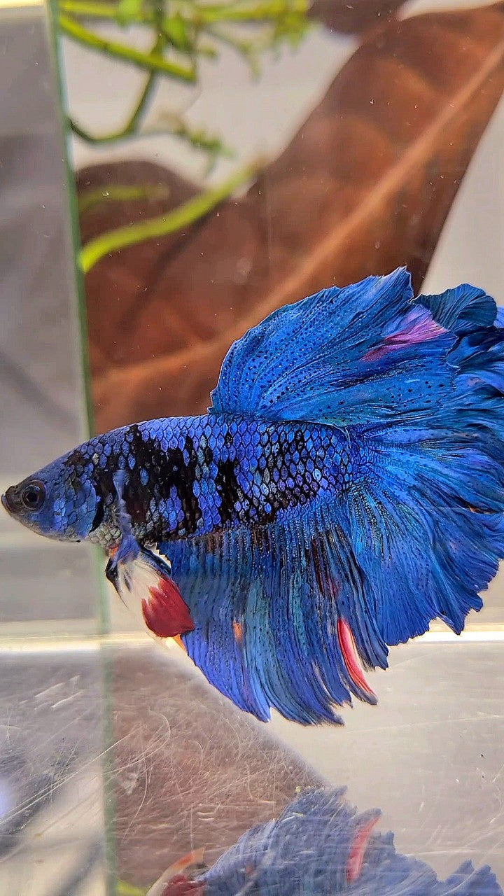 HALFMOON ROSETAIL BLUE GORDON AVATAR BETTA FISH