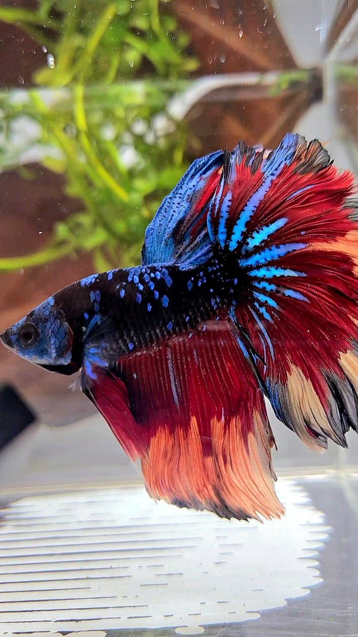 HALFMOON ROSETAIL BLACK GALAXY BLUE AVATAR NEMO PATTERN VARIATION BETTA FISH