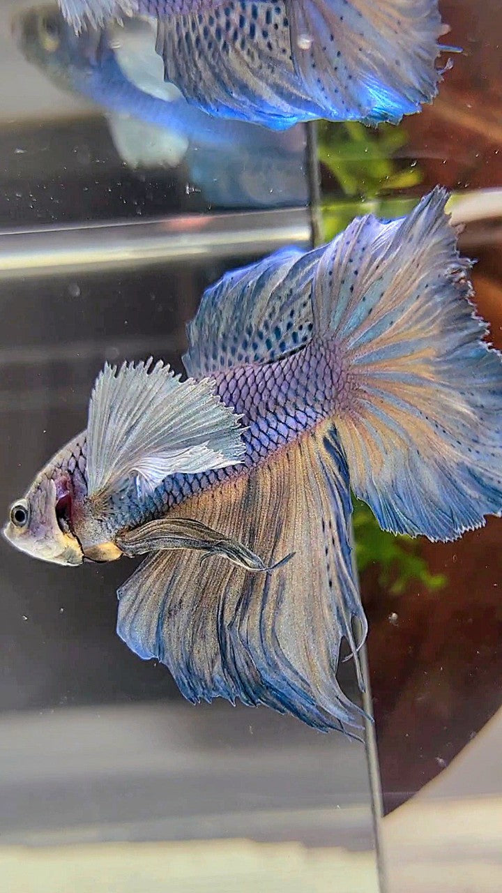 HALFMOON DUMBO EAR BLUE YELLOW BETTA FISH