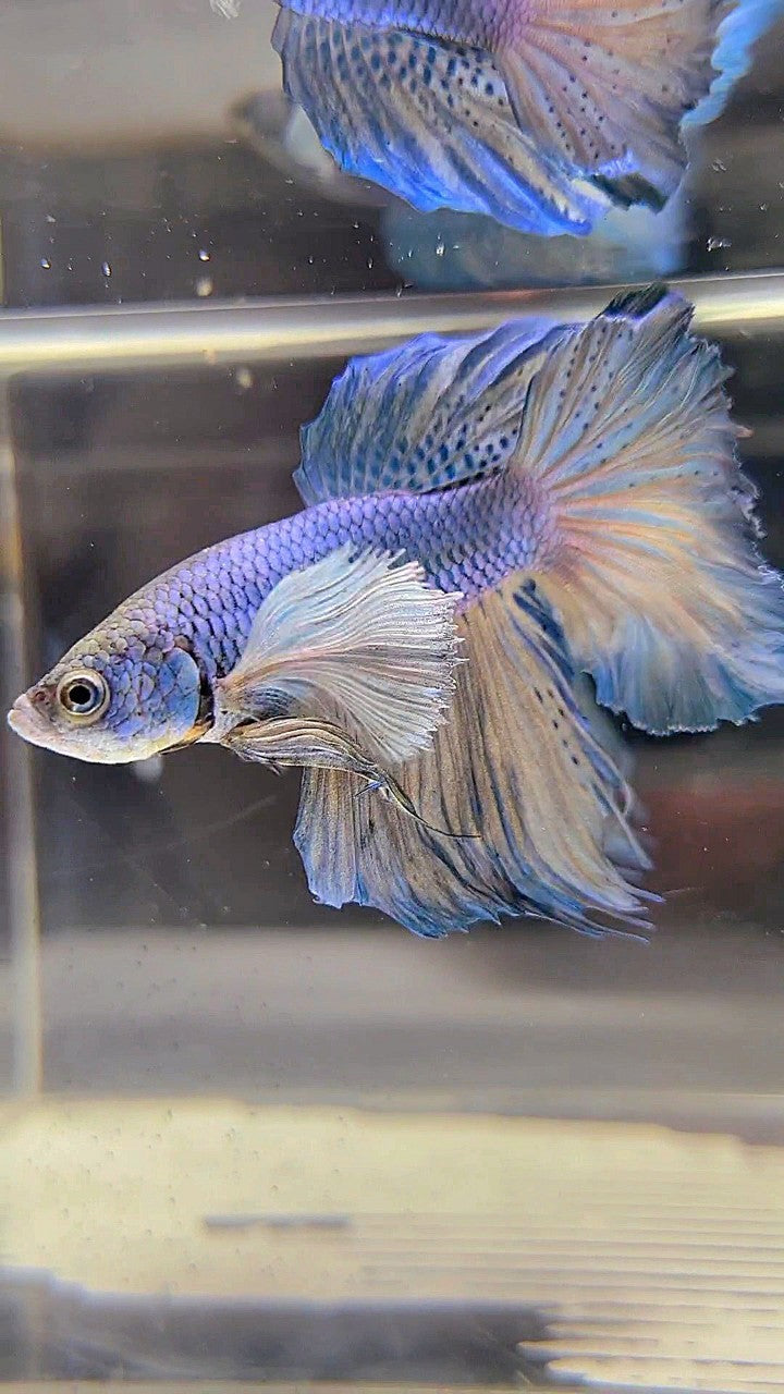 HALFMOON DUMBO EAR BLUE YELLOW BETTA FISH