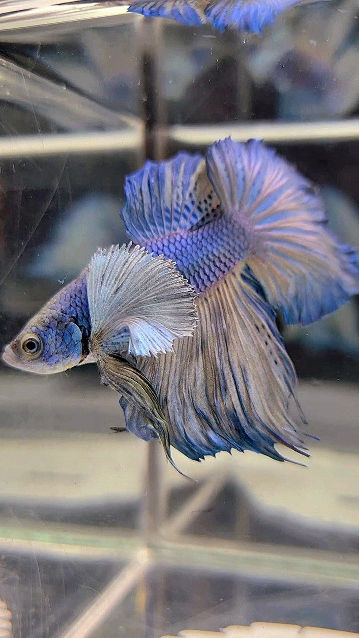 HALFMOON DUMBO EAR BLUE YELLOW BETTA FISH