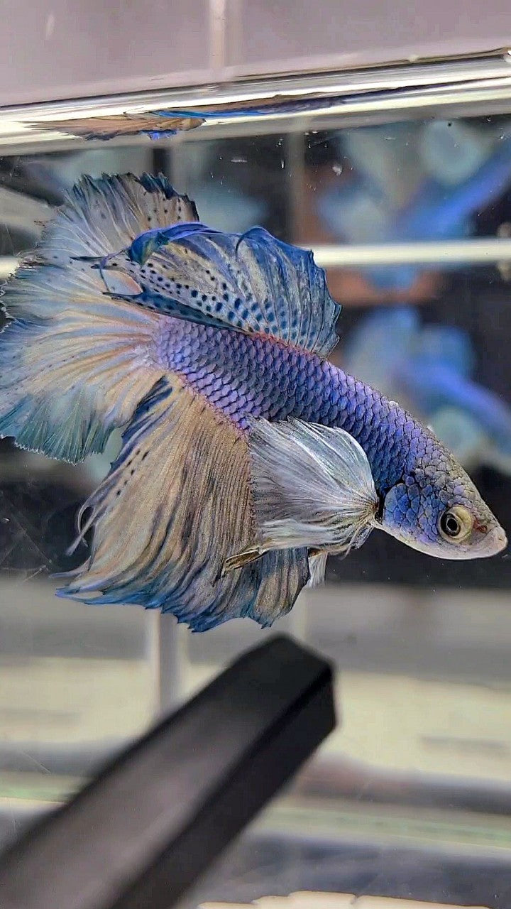 HALFMOON DUMBO EAR BLUE YELLOW BETTA FISH