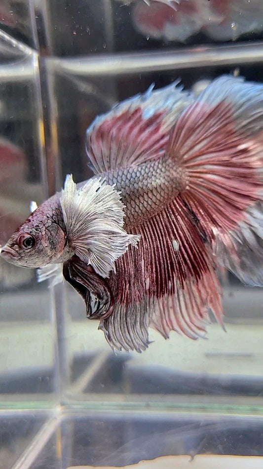 HALFMOON DUMBO EAR ROSETAIL RED COPPER BETTA FISH