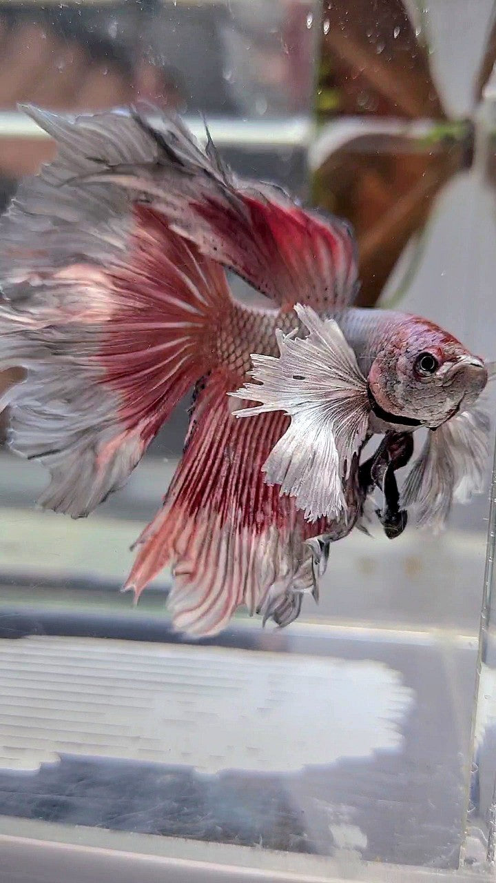 HALFMOON DUMBO EAR ROSETAIL RED COPPER BETTA FISH