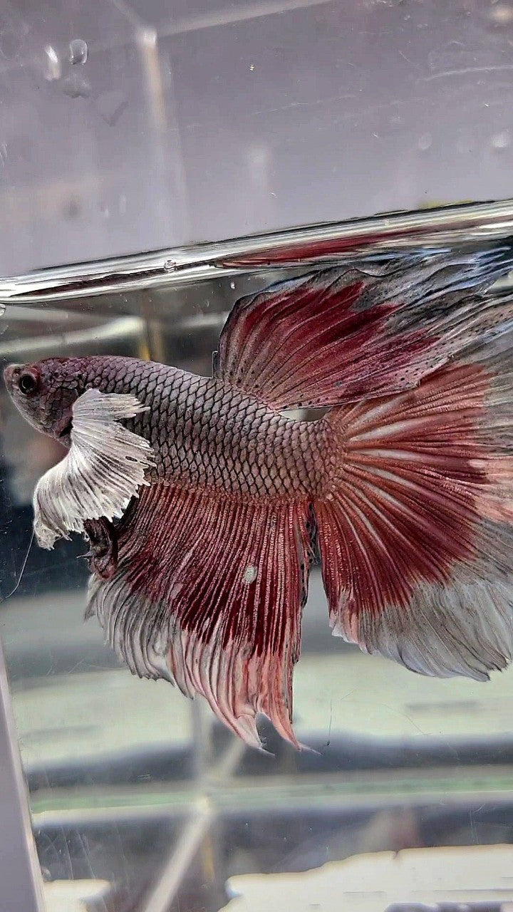 HALFMOON DUMBO EAR ROSETAIL RED COPPER BETTA FISH