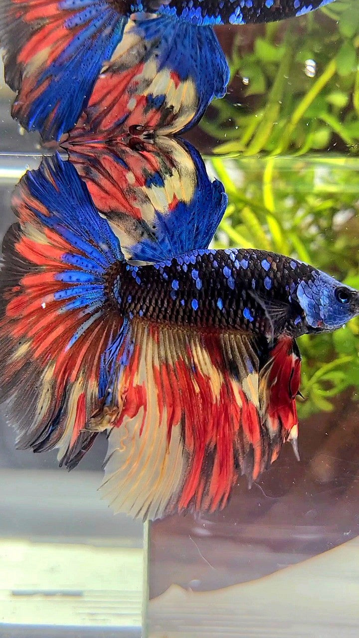 HALFMOON ROSETAIL BLACK GALAXY BLUE AVATAR MASKING ORANGE YELLOW VARIATION BETTA FISH