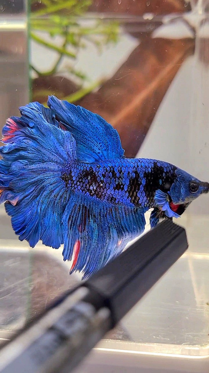 HALFMOON ROSETAIL BLUE GORDON AVATAR BETTA FISH