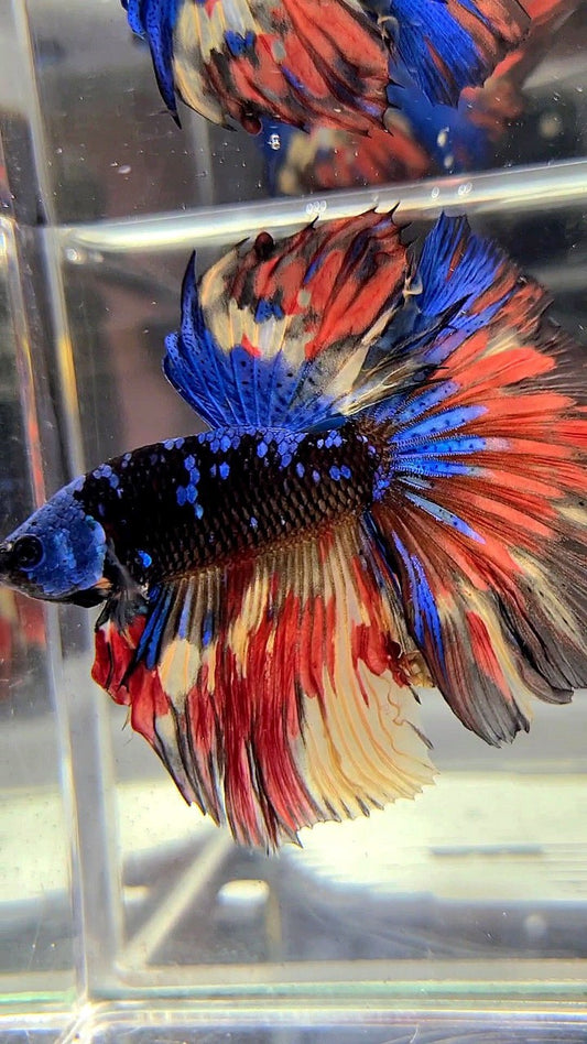 HALFMOON ROSETAIL BLACK GALAXY BLUE AVATAR MASKING ORANGE YELLOW VARIATION BETTA FISH