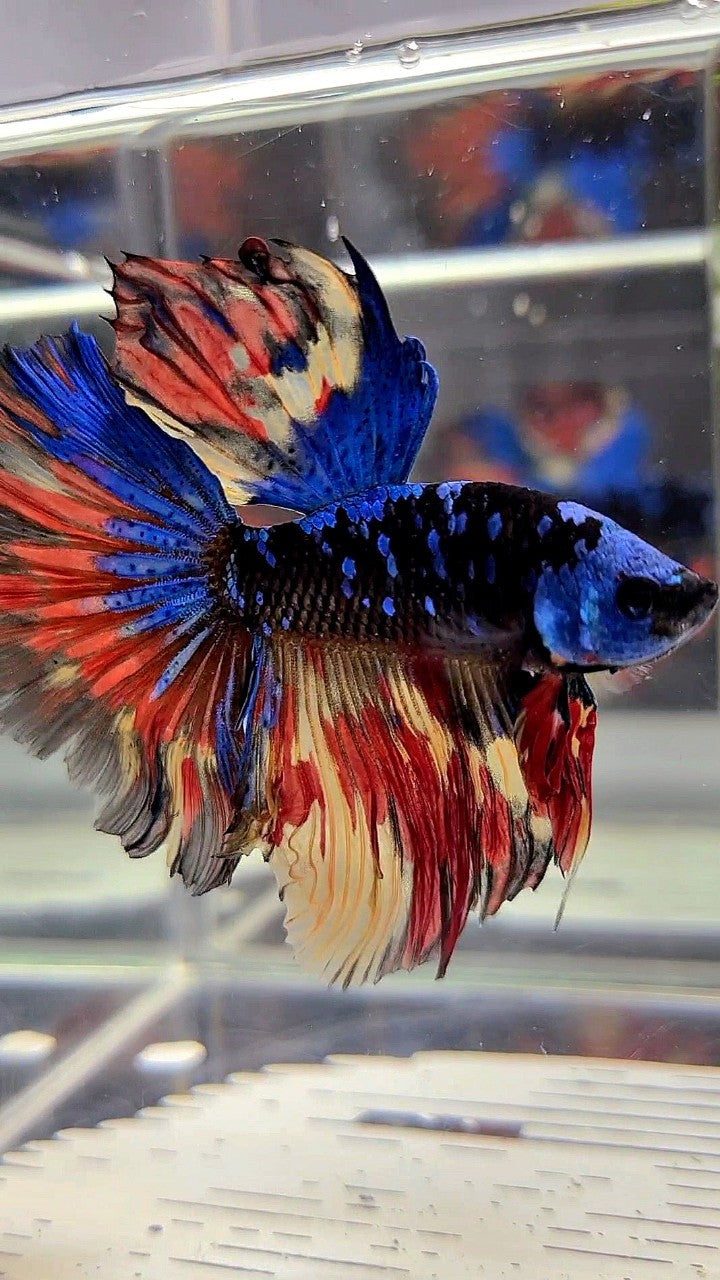 HALFMOON ROSETAIL BLACK GALAXY BLUE AVATAR MASKING ORANGE YELLOW VARIATION BETTA FISH