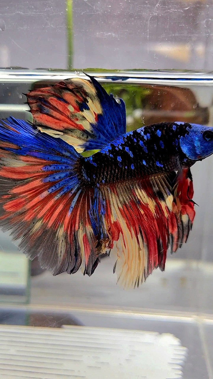 HALFMOON ROSETAIL BLACK GALAXY BLUE AVATAR MASKING ORANGE YELLOW VARIATION BETTA FISH