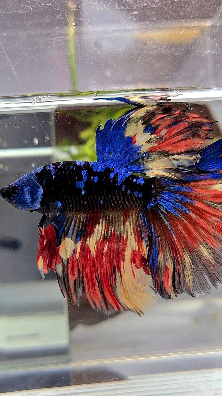 HALFMOON ROSETAIL BLACK GALAXY BLUE AVATAR MASKING ORANGE YELLOW VARIATION BETTA FISH