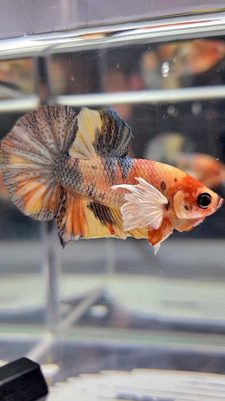 PLAKAT DUMBO EAR YELLOW ORANGE COPPER MULTICOLOR BETTA FISH