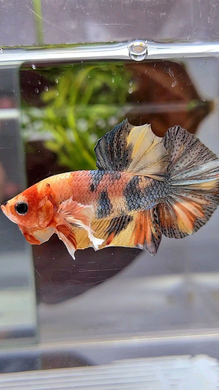 PLAKAT DUMBO EAR YELLOW ORANGE COPPER MULTICOLOR BETTA FISH