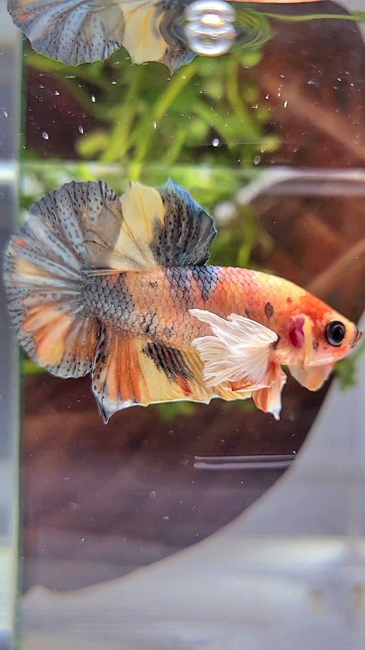 PLAKAT DUMBO EAR YELLOW ORANGE COPPER MULTICOLOR BETTA FISH