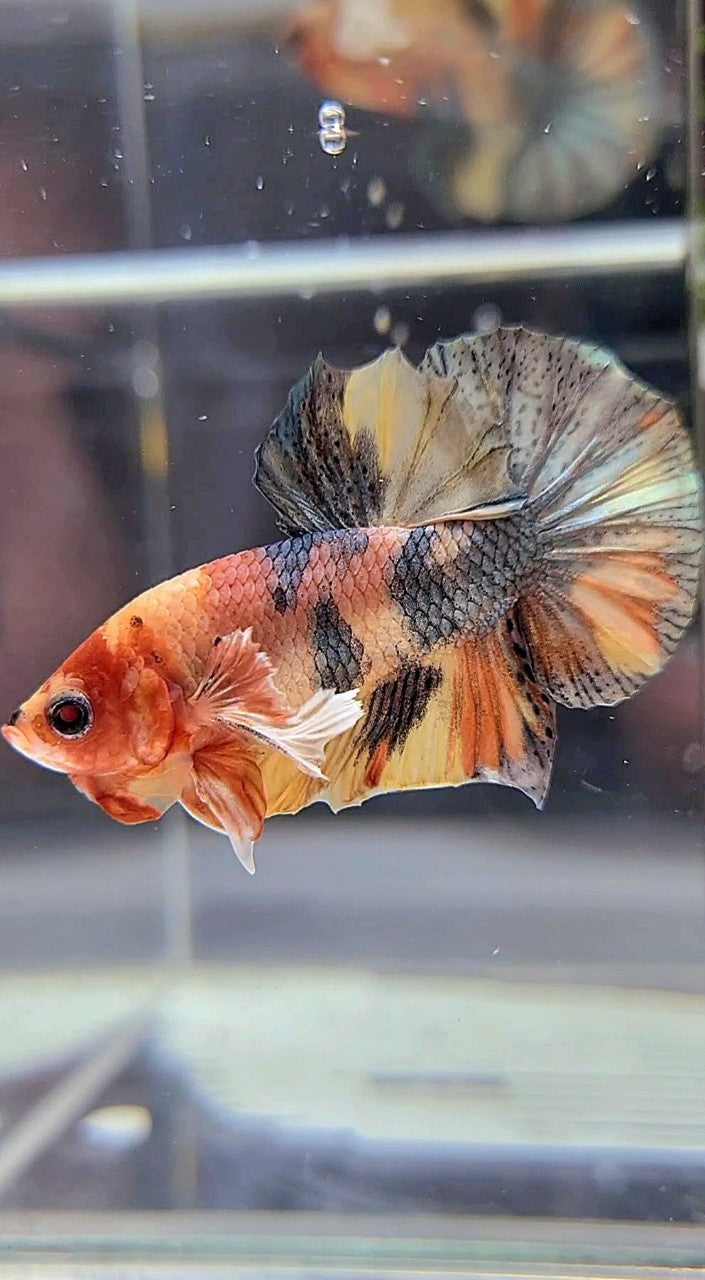 PLAKAT DUMBO EAR YELLOW ORANGE COPPER MULTICOLOR BETTA FISH