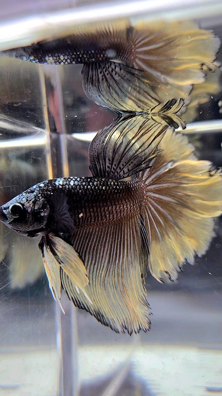 HALFMOON ROSETAIL BLACK GALAXY AVATAR COPPER YELLOW BETTA FISH