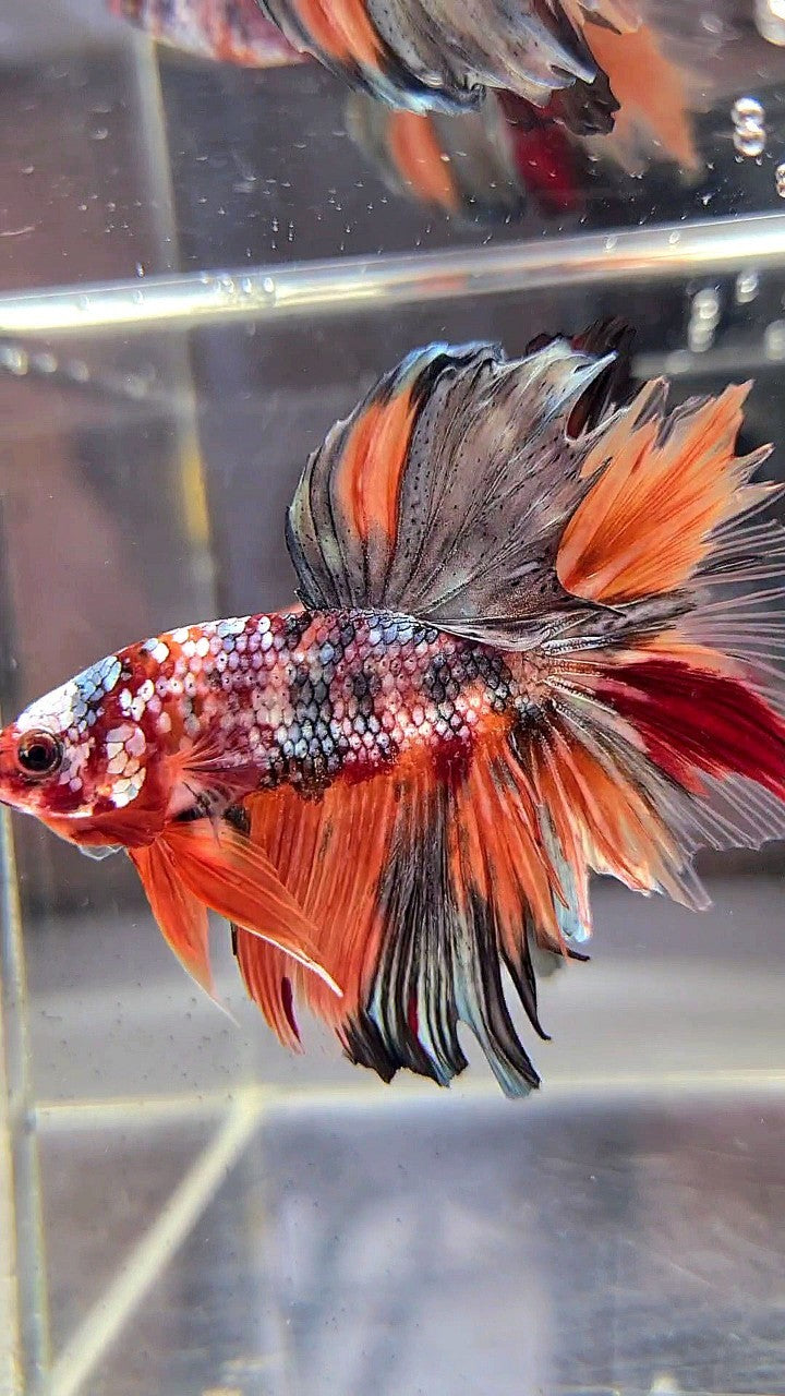 HALFMOON ROSETAIL ORANGE KOI COPPER MULTICOLOR BETTA FISH