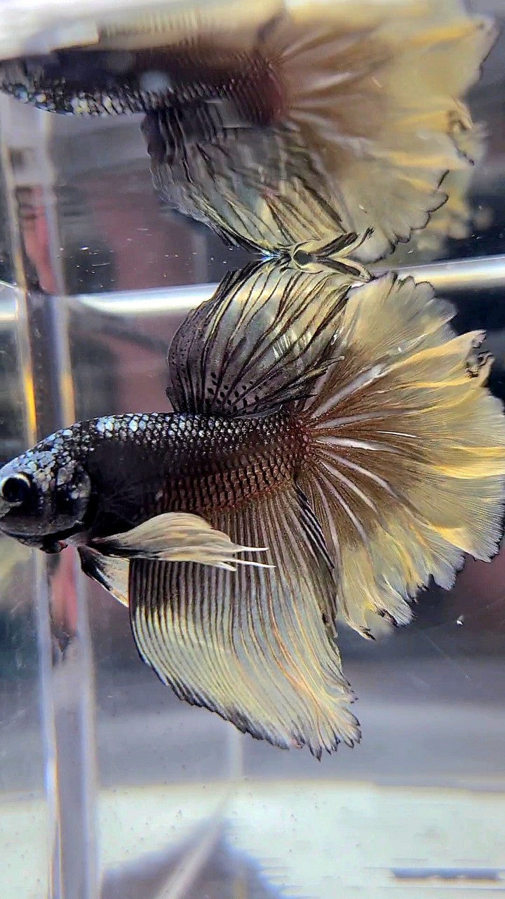 HALFMOON ROSETAIL BLACK GALAXY AVATAR COPPER YELLOW BETTA FISH