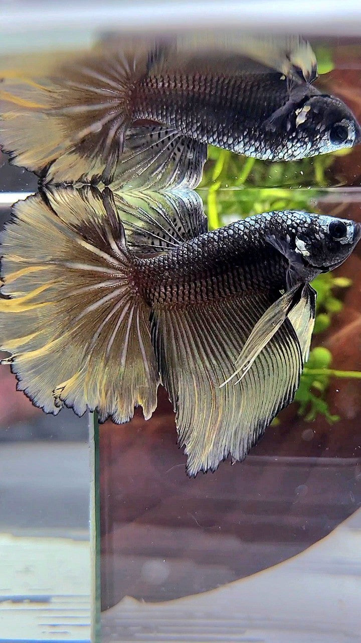 HALFMOON ROSETAIL BLACK GALAXY AVATAR COPPER YELLOW BETTA FISH