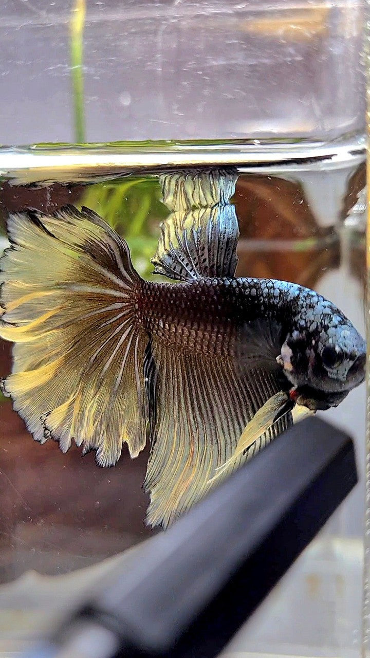 HALFMOON ROSETAIL BLACK GALAXY AVATAR COPPER YELLOW BETTA FISH