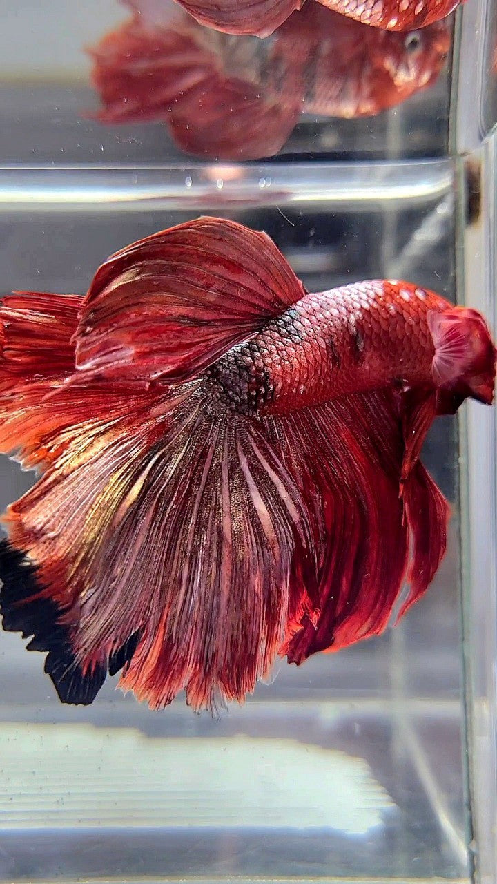 HALFMOON ROSETAIL RED COPPER GALAXY BETTA FISH