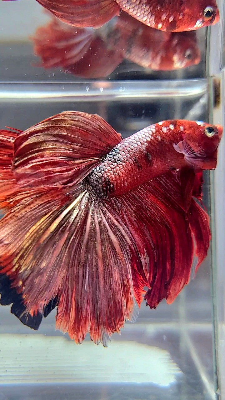 HALFMOON ROSETAIL RED COPPER GALAXY BETTA FISH