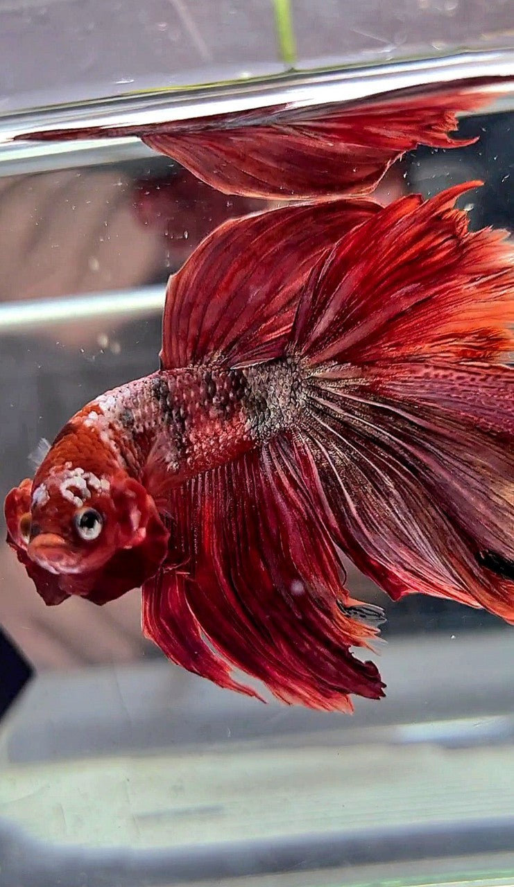 HALFMOON ROSETAIL RED COPPER GALAXY BETTA FISH