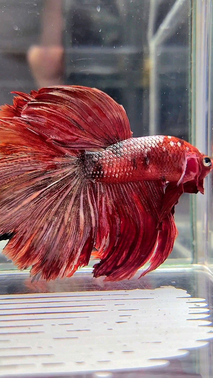 HALFMOON ROSETAIL RED COPPER GALAXY BETTA FISH