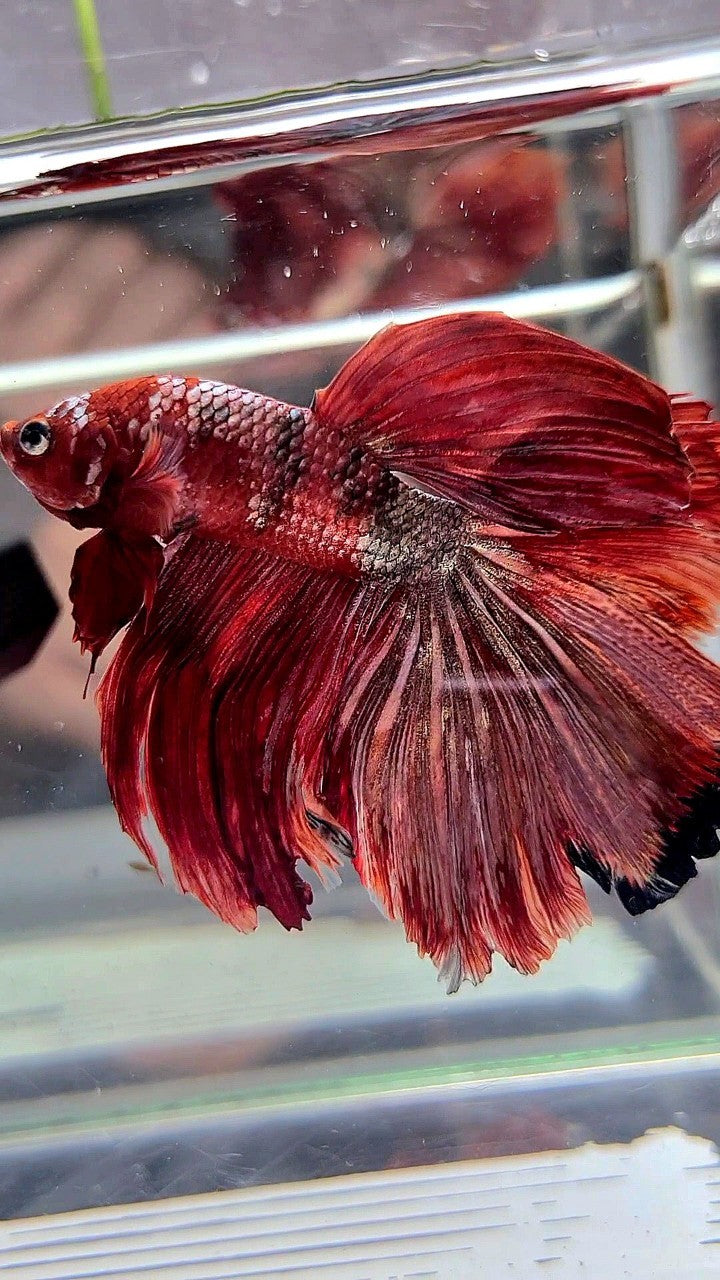 HALFMOON ROSETAIL RED COPPER GALAXY BETTA FISH