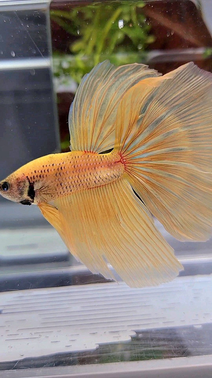 HALFMOON YELLOW BANANA BETTA FISH