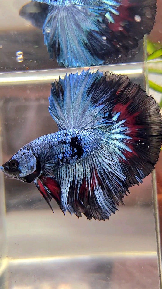 HALFMOON ROSETAIL BLUE BLACK PATTERN AVATAR BETTA FISH