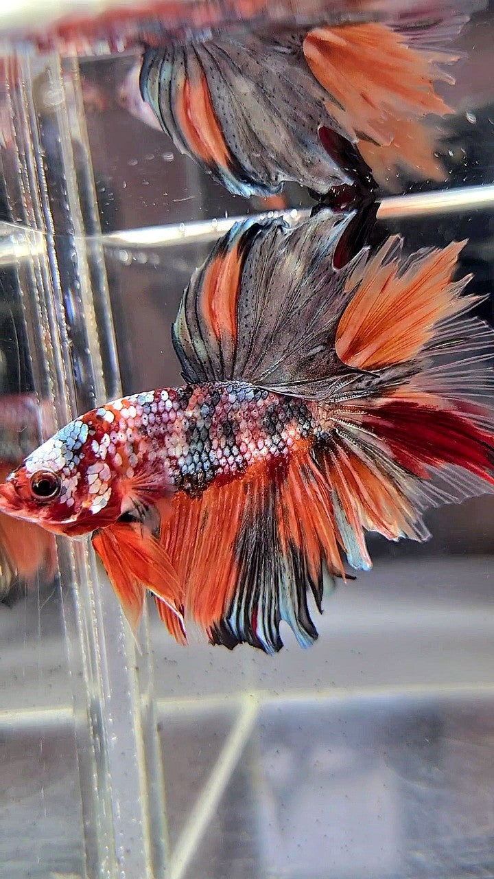 HALFMOON ROSETAIL ORANGE KOI COPPER MULTICOLOR BETTA FISH