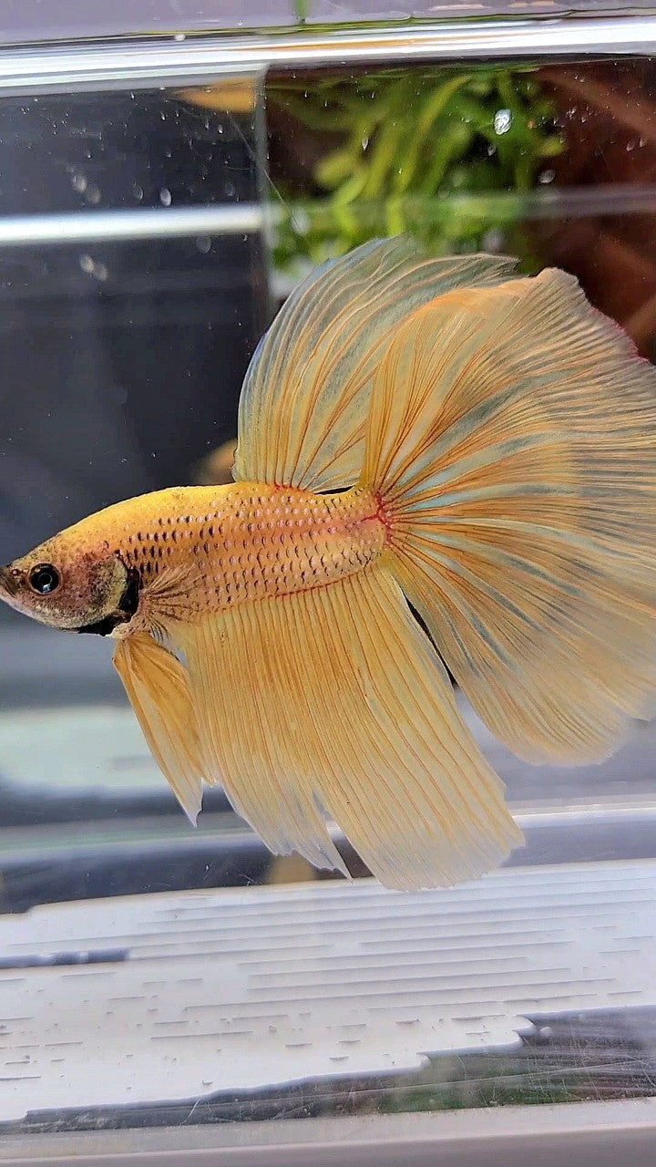 HALFMOON YELLOW BANANA BETTA FISH