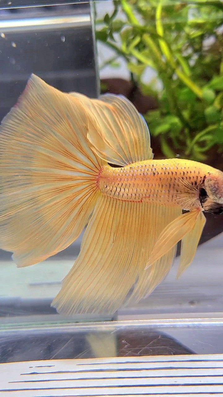 HALFMOON YELLOW BANANA BETTA FISH