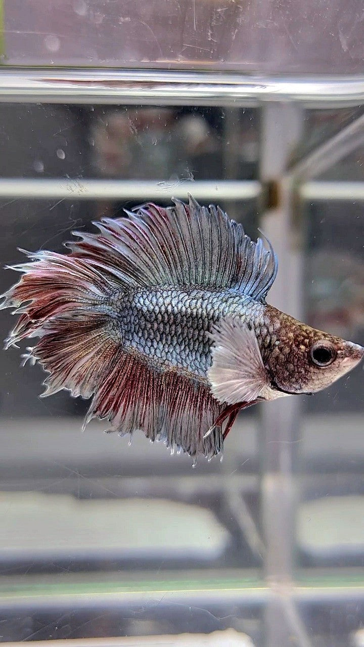 BONSAI PLAKAT CROWNTAIL DOUBLE TAIL BIG EAR COPPER BETTA FISH