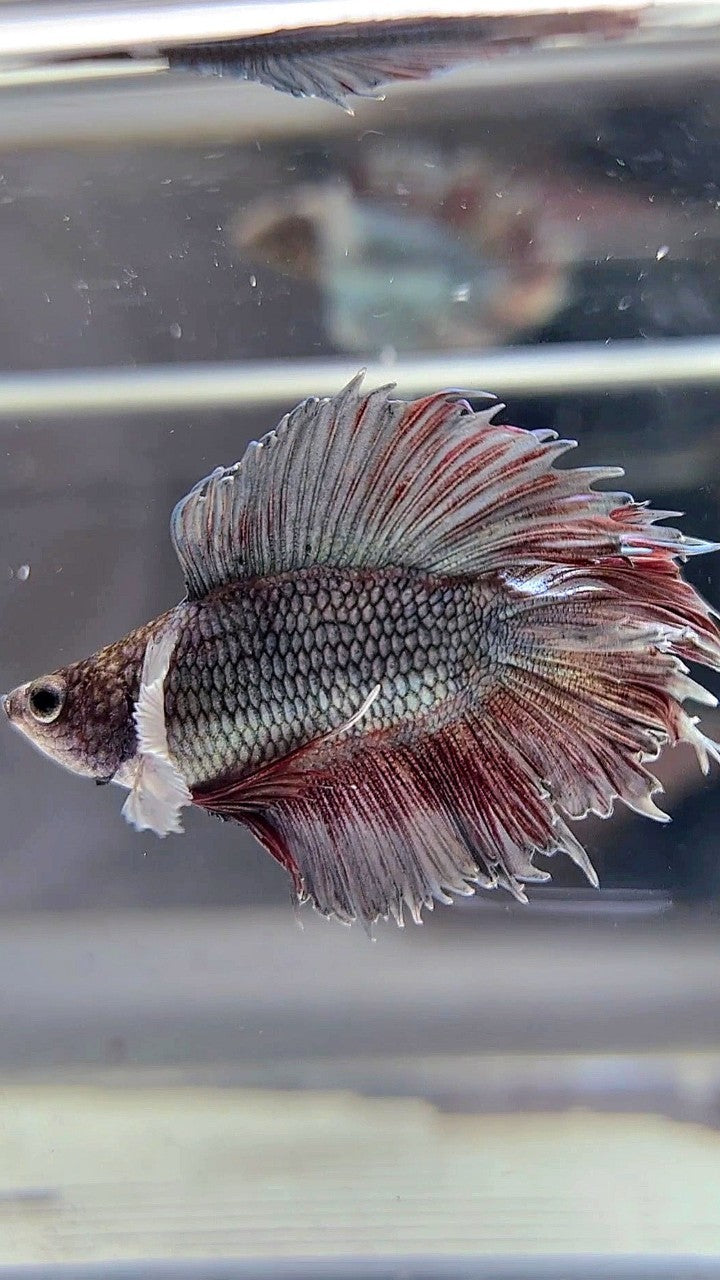 BONSAI PLAKAT CROWNTAIL DOUBLE TAIL BIG EAR COPPER BETTA FISH