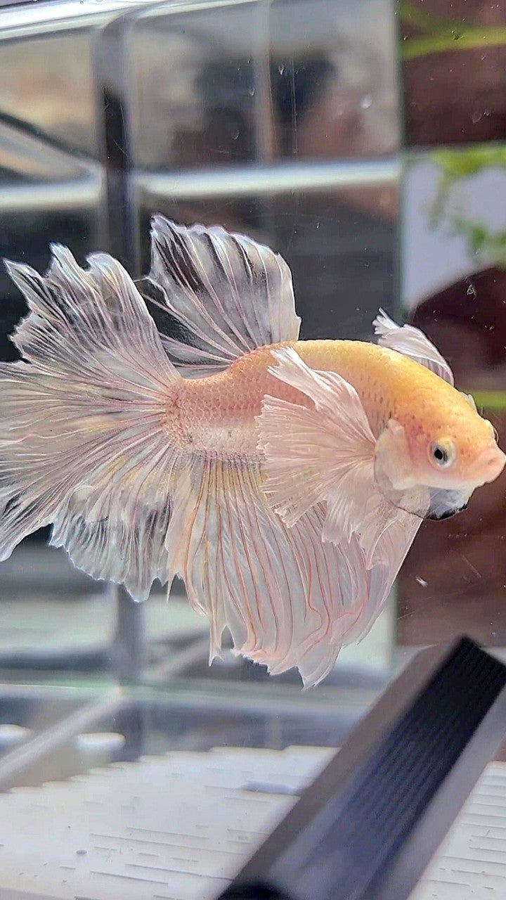 HALFMOON DUMBO EAR ROSETAIL WHITE PLATINUM YELLOW WASH BETTA FISH