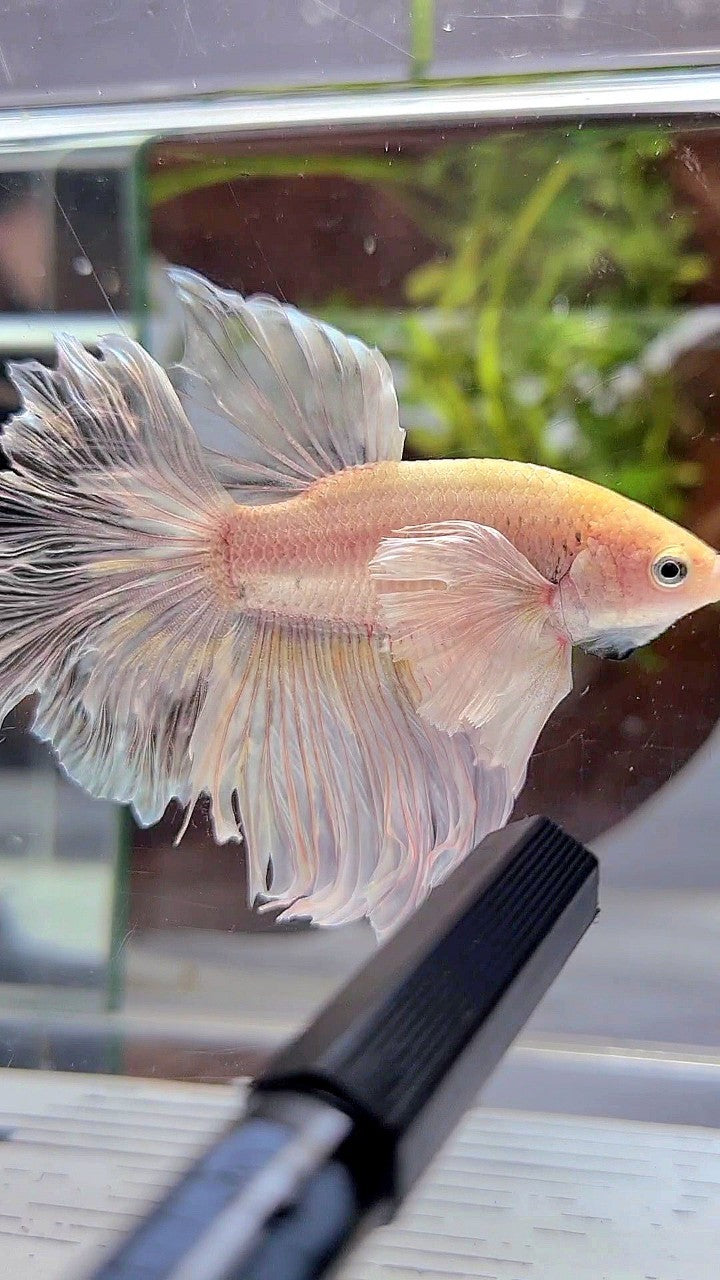 HALFMOON DUMBO EAR ROSETAIL WHITE PLATINUM YELLOW WASH BETTA FISH