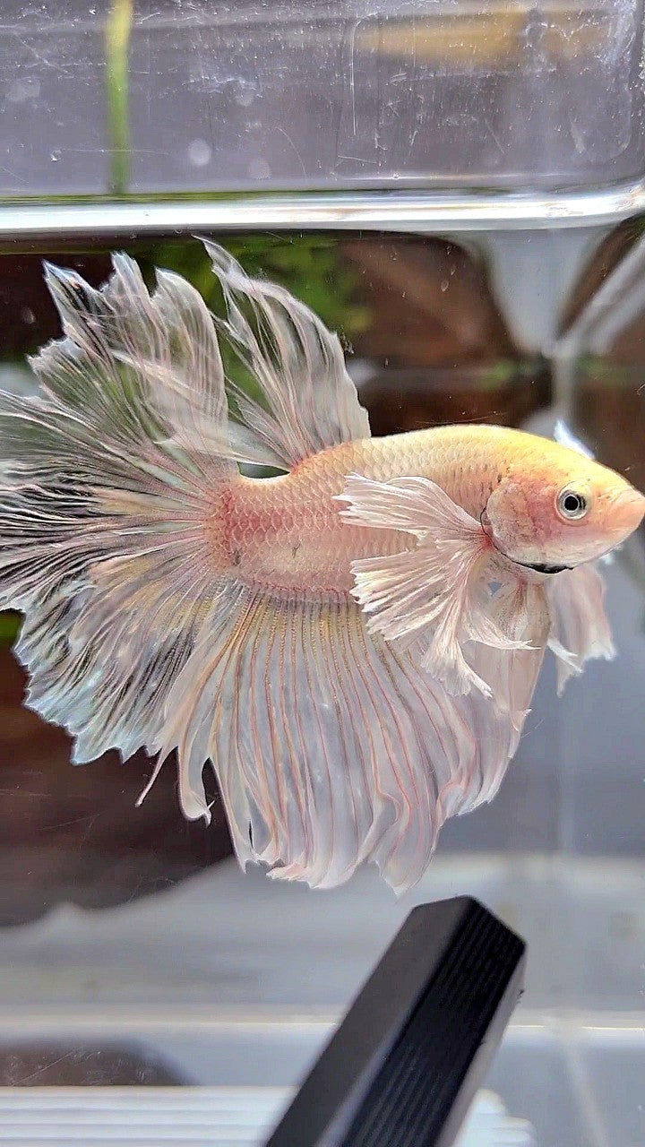 HALFMOON DUMBO EAR ROSETAIL WHITE PLATINUM YELLOW WASH BETTA FISH