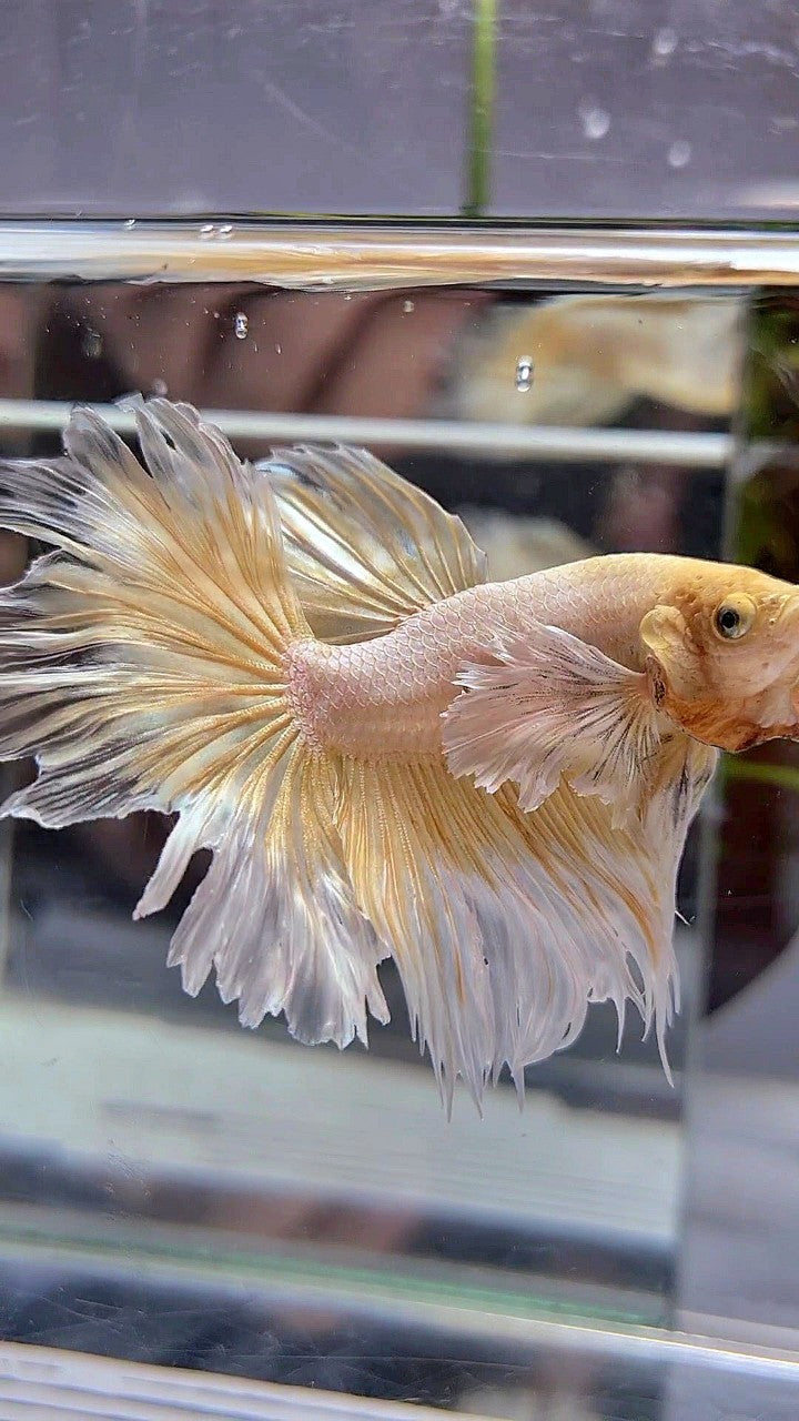 HALFMOON DUMBO EAR ROSETAIL YELLOW BUTTERFLY BETTA FISH