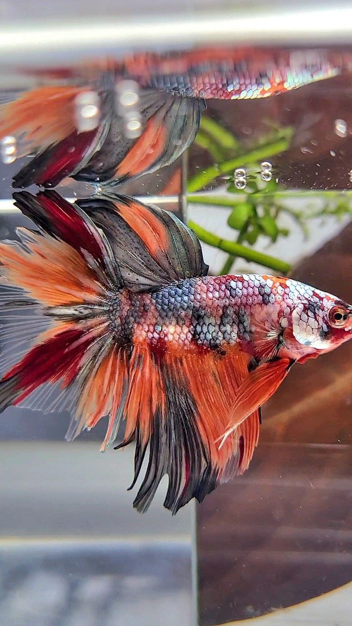 HALFMOON ROSETAIL ORANGE KOI COPPER MULTICOLOR BETTA FISH