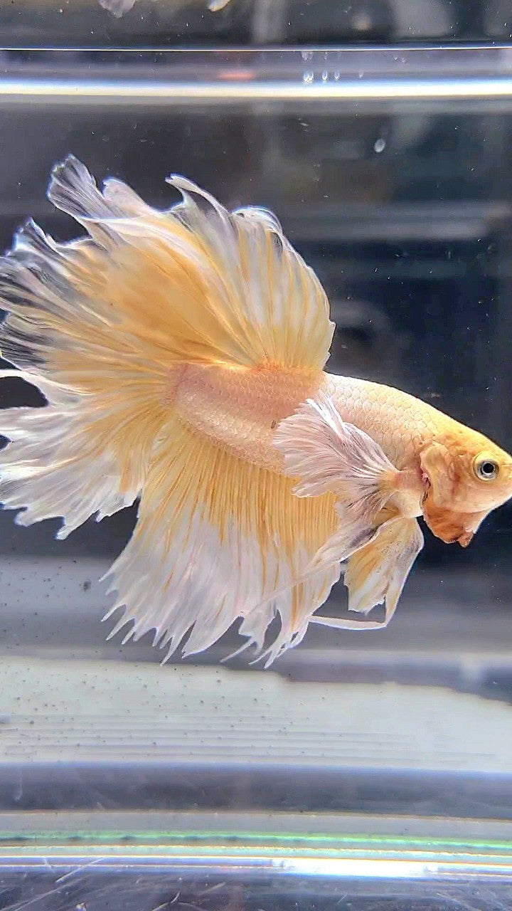 HALFMOON DUMBO EAR ROSETAIL YELLOW BUTTERFLY BETTA FISH