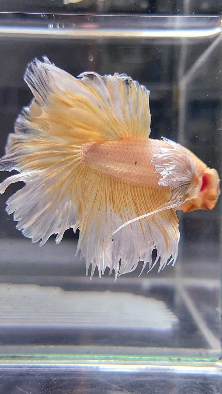 HALFMOON DUMBO EAR ROSETAIL YELLOW BUTTERFLY BETTA FISH