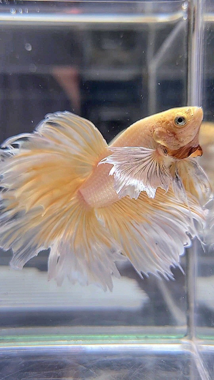 HALFMOON DUMBO EAR ROSETAIL YELLOW BUTTERFLY BETTA FISH