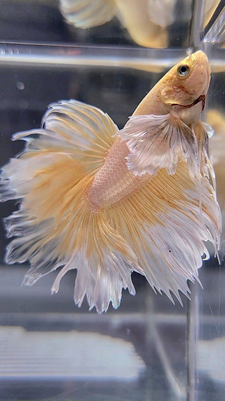 HALFMOON DUMBO EAR ROSETAIL YELLOW BUTTERFLY BETTA FISH