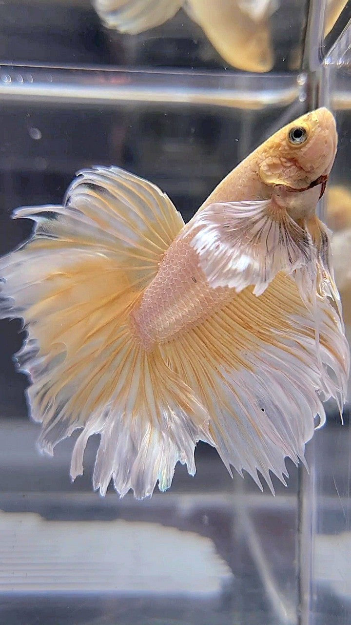 HALFMOON DUMBO EAR ROSETAIL YELLOW BUTTERFLY BETTA FISH