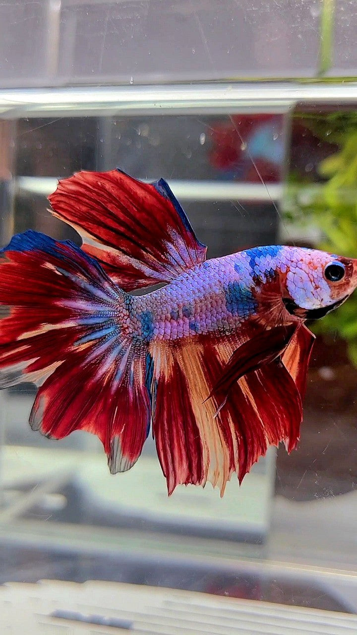 Red Pattern Betta Fish HALFMOON RED FANCY MULTICOLOR BETTA FISH – Rare Betta Fish Store