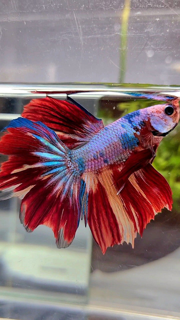 Red Pattern Betta Fish HALFMOON RED FANCY MULTICOLOR BETTA FISH – Rare Betta Fish Store