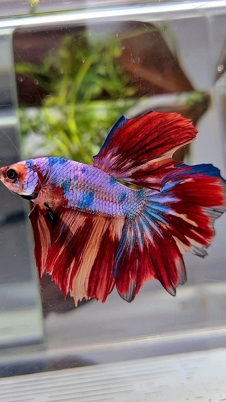 Red Pattern Betta Fish HALFMOON RED FANCY MULTICOLOR BETTA FISH – Rare Betta Fish Store